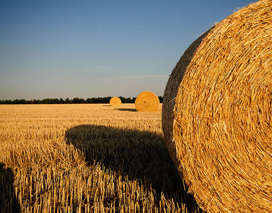 Hay bales in an agricultural field